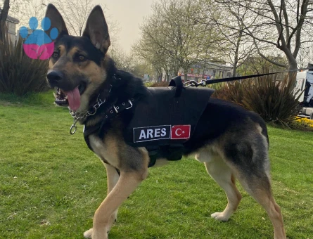 Safkan & Nadir Working Line GSD Ares'imize Dişi Eş Arıyoruz.