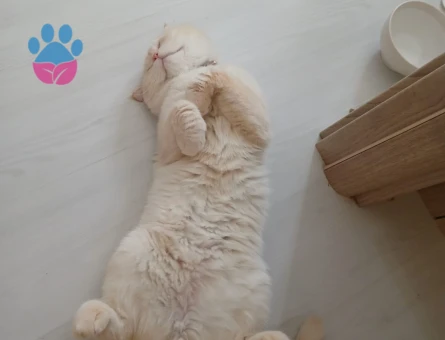 Oğluma gelin adayı ariyorum