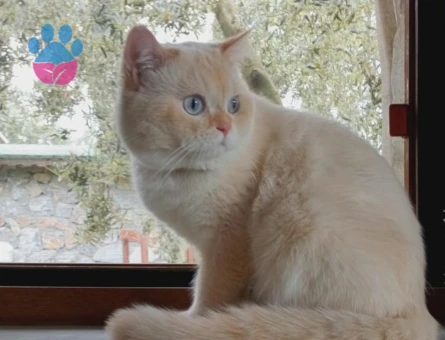 Oğluma gelin adayı ariyorum