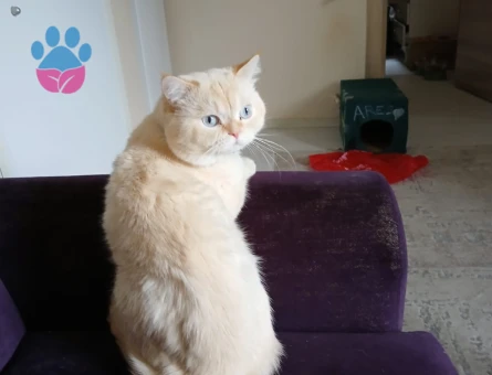 Oğluma gelin adayı ariyorum