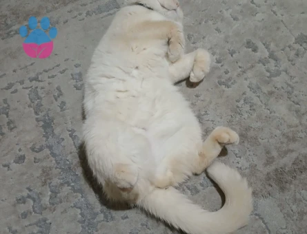 Oğluma gelin adayı ariyorum