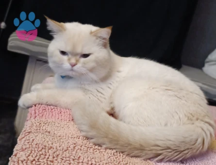 Oğluma gelin adayı ariyorum