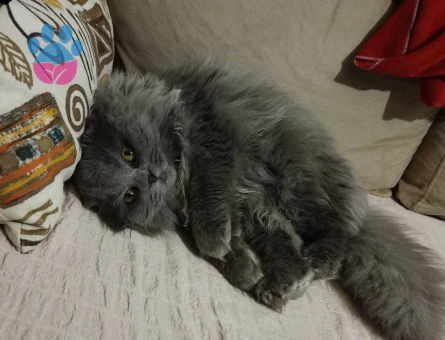 Oğlum Smoky'e eş arıyorum