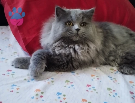 Oğlum Smoky'e eş arıyorum