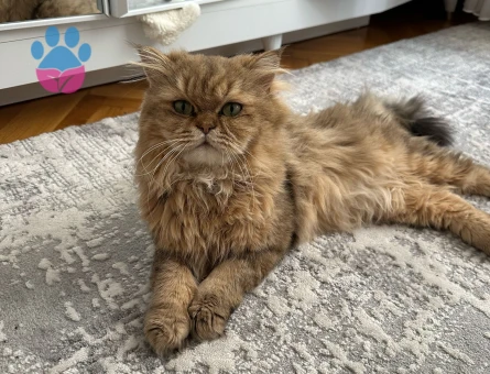 Oğlumuza eş aramaktayız