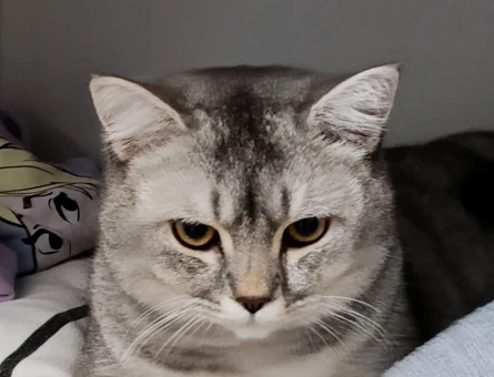 British shorthair 9 aylık - 118978233