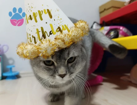 British shorthair 9 aylık