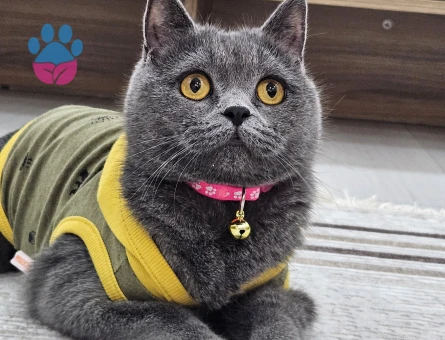 Acil erkek eş arıyoruz