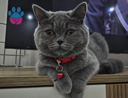 Acil erkek eş arıyoruz