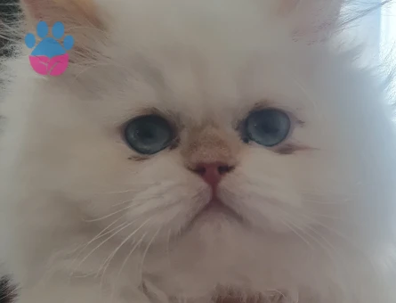 British Longhair 1 Yaşında Kedim Eş Arıyor - 118984348