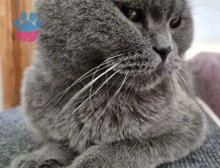 British Shorthair 1 Yaşında Dişi Kızgınlıkta - 118984349
