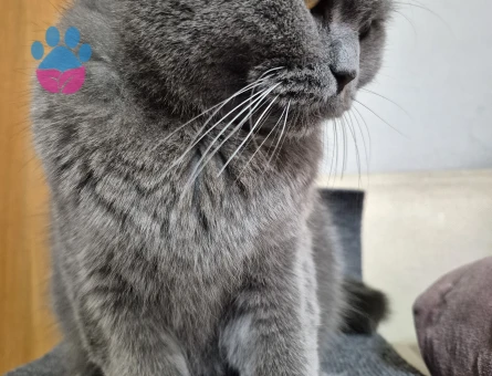 British Shorthair 1 Yaşında Dişi Kızgınlıkta