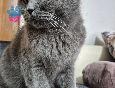 British Shorthair 1 Yaşında Dişi Kızgınlıkta