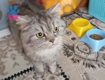 4 Yaşındaki British Longhair Kedim Eş Arıyor - 118984350