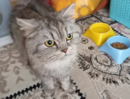 4 Yaşındaki British Longhair Kedim Eş Arıyor - 118984350