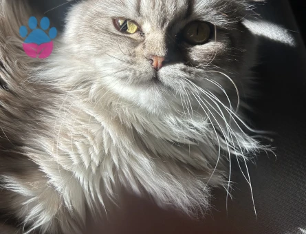 Scottish fold longhair kızıma eş arıyorum