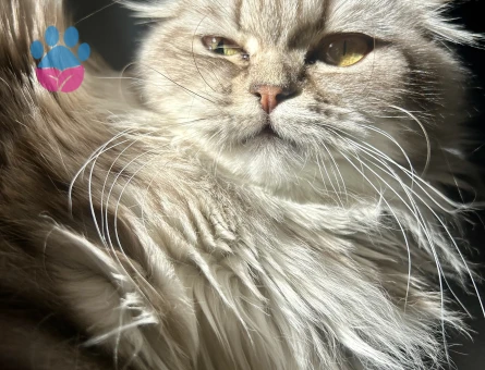 Scottish fold longhair kızıma eş arıyorum - 118984351
