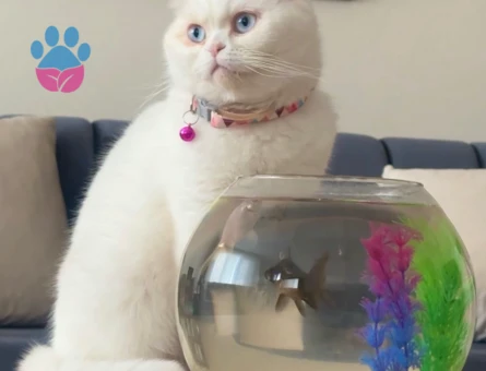 Scottish Fold 1 Yaşında Kedim Eş Arıyor - 118984353