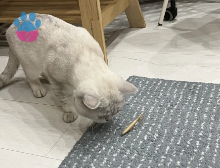 1,5 Yaşında Scotish Kedimize Eş Arıyoruz