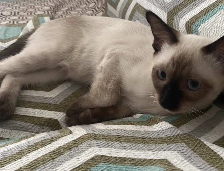 5 aylık siyam erkek kedi - 118978843