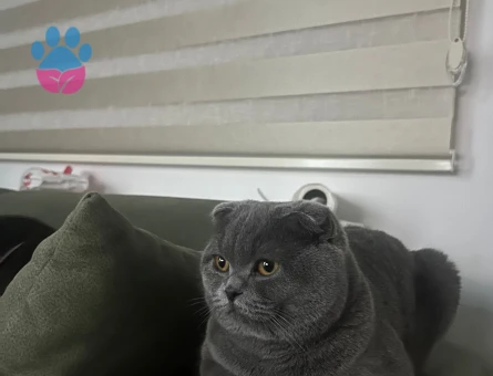 Scottish kedime eş arıyorum 😔