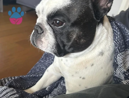 fransız french bulldog
