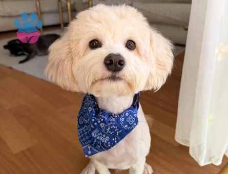 Maltipoo 1 Yaşında Eş Arıyor - 118984669