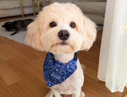 Maltipoo 1 Yaşında Eş Arıyor - 118984669