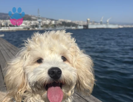 Maltipoo 1 Yaşında Eş Arıyor