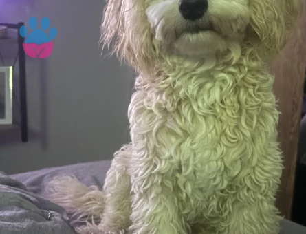 Maltipoo 1 Yaşında Eş Arıyor