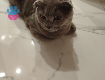 Scottish Fold 1 Yaşında Eş Arıyor - 118984670