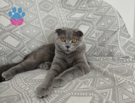 Scottish Fold 1 Yaşında Eş Arıyor