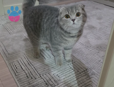 Scottish Fold Shorthair kızıma eş arıyorum - 118984671