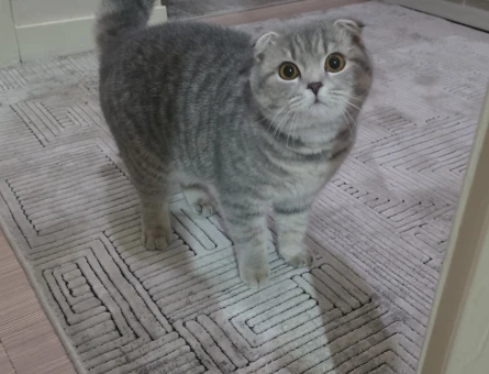 Scottish Fold Shorthair kızıma eş arıyorum - 118984671