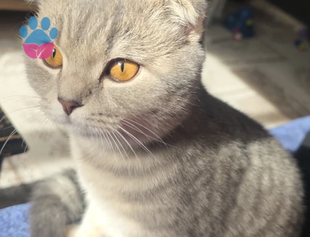 Scottish Fold Shorthair kızıma eş arıyorum