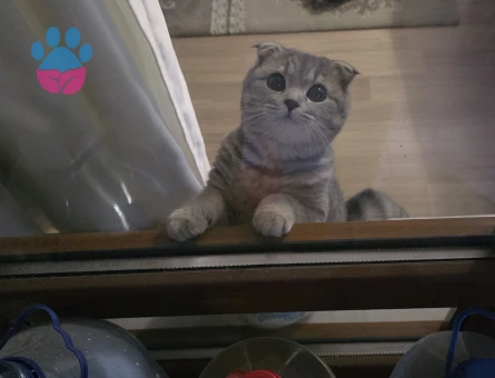 Scottish Fold Shorthair kızıma eş arıyorum
