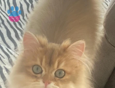 British longhair 1 Yaşında Eş Arıyor - 118984672