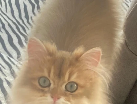 British longhair 1 Yaşında Eş Arıyor - 118984672