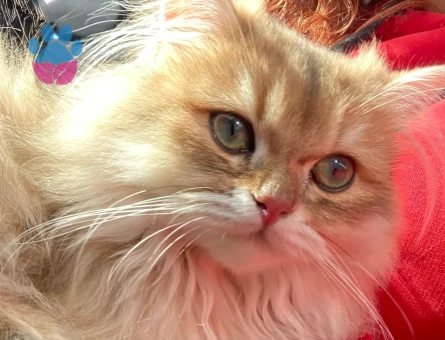 British longhair 1 Yaşında Eş Arıyor
