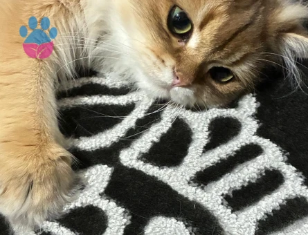 British longhair 1 Yaşında Eş Arıyor