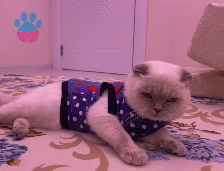 Scottish Fold 3 Yaşında Dişi Kızgınlıkta - 118984674