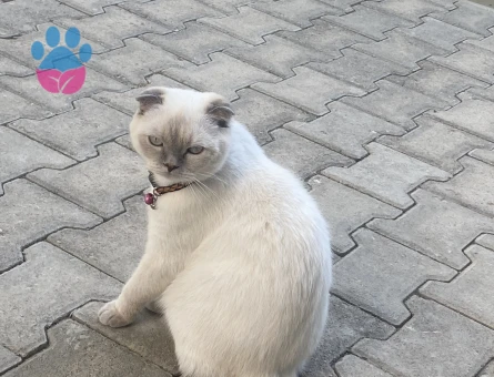 Scottish Fold 3 Yaşında Dişi Kızgınlıkta