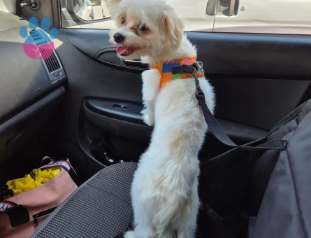 Oğlum Oscar için eş arıyorum türü maltese terrier