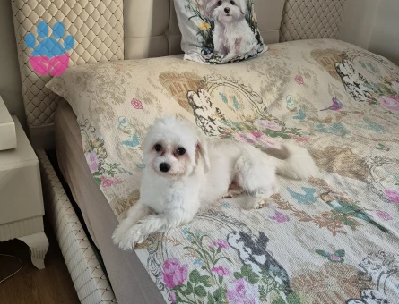 Oğlum Oscar için eş arıyorum türü maltese terrier