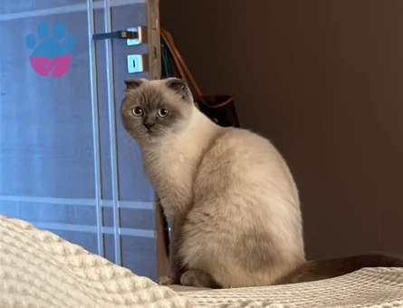 Scottish Fold Linda Eş Arıyor