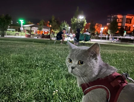 British Shorthair 1 Yaşında Eş Arıyorum - 118971295