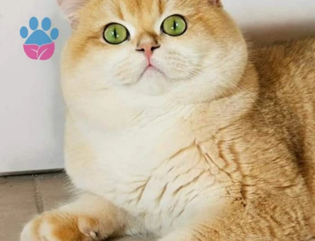Safkan British Shorthair Golden Ny12 Erkek Kedimize Eş Arıyorum