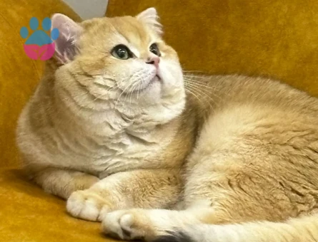 Safkan British Shorthair Golden Ny12 Erkek Kedimize Eş Arıyorum
