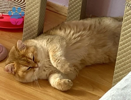 Golden yakışıklıya dişi arıyoruz