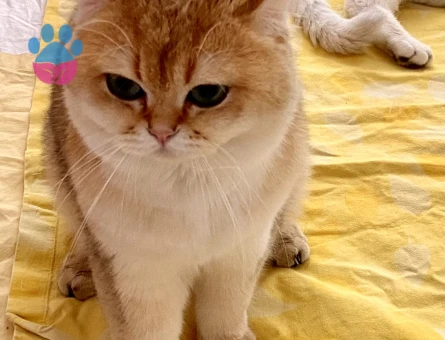 Golden yakışıklıya dişi arıyoruz